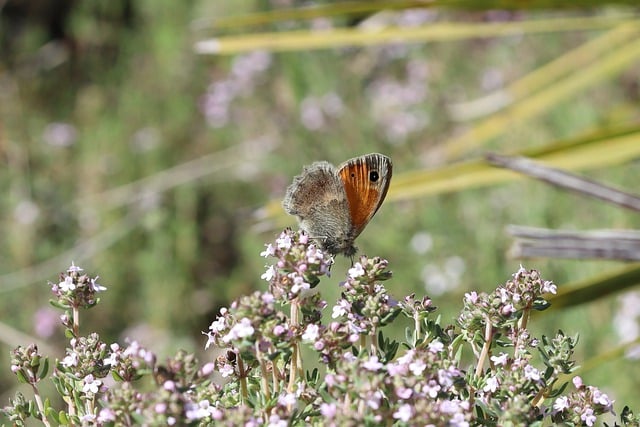 Free download thyme butterfly insect pollination free picture to be edited with GIMP free online image editor