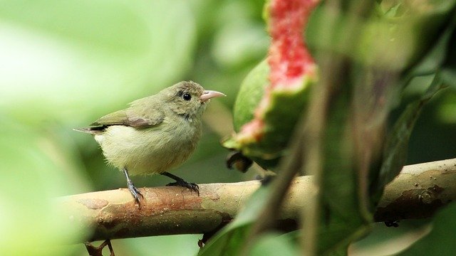 Descărcare gratuită TickellS Flower Pecker - fotografie sau imagini gratuite pentru a fi editate cu editorul de imagini online GIMP