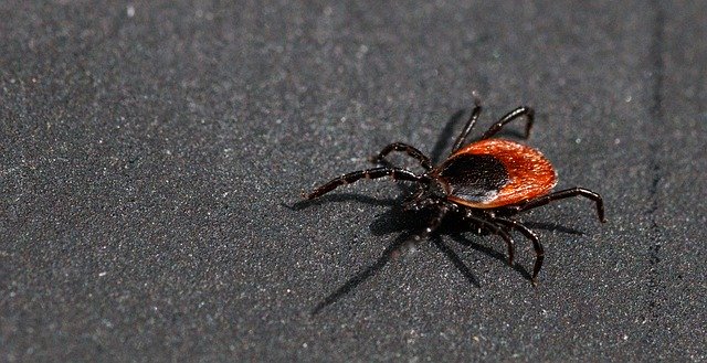 Free download Tick Insect Macro -  free photo or picture to be edited with GIMP online image editor