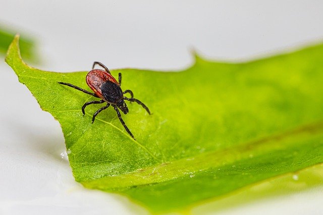 ดาวน์โหลดฟรี ติ๊กแมลง parasitic arachnid ฟรีรูปภาพที่จะแก้ไขด้วย GIMP โปรแกรมแก้ไขรูปภาพออนไลน์ฟรี