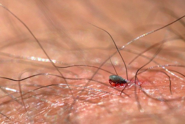 Muat turun percuma Tick Lyme B - foto atau gambar percuma untuk diedit dengan editor imej dalam talian GIMP