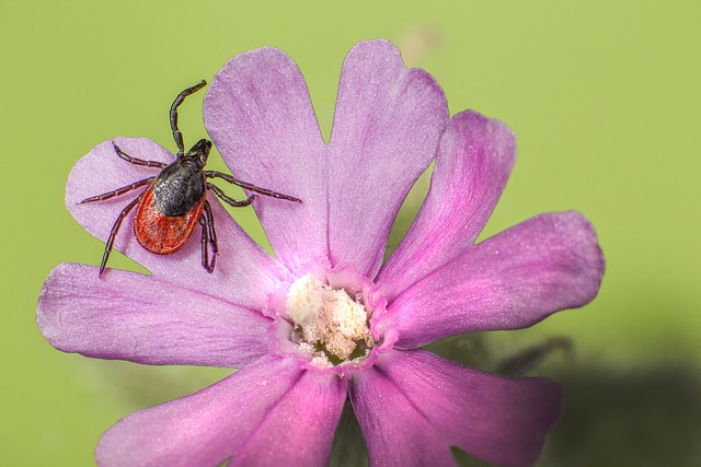 Free download tick lyme insect ixodes scapularis free picture to be edited with GIMP free online image editor