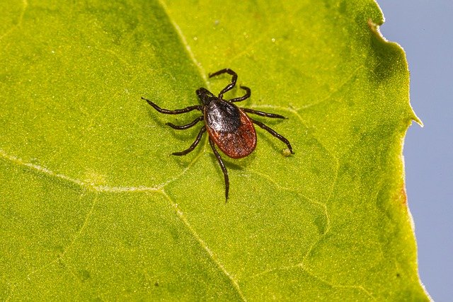 Free graphic tick lyme ixodes scapularis to be edited by GIMP free image editor by OffiDocs