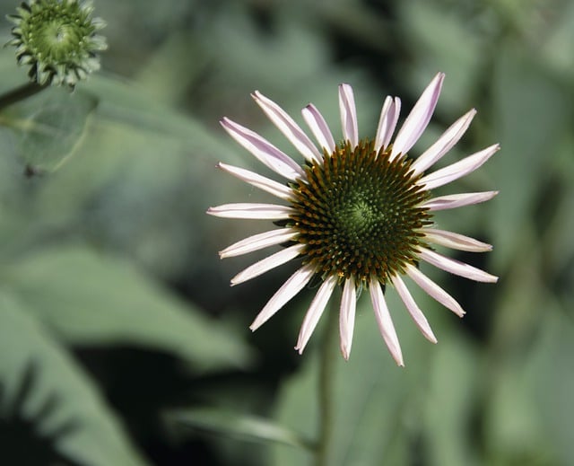 Gratis download tickseed flower coreopsis gratis foto om te bewerken met GIMP gratis online afbeeldingseditor