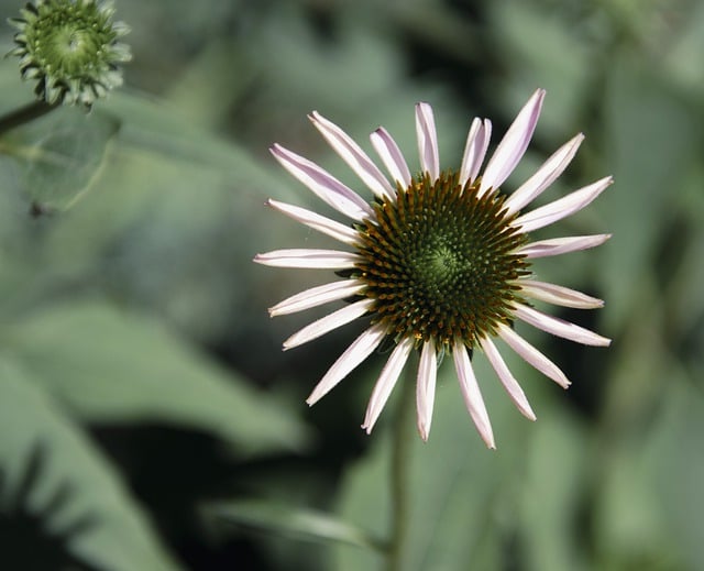 無料でダウンロードできるマダニの花コレオプシスの無料画像はGIMPで編集できます無料のオンライン画像エディター