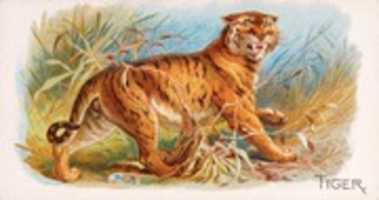 Free download Tiger (1890) free photo or picture to be edited with GIMP online image editor