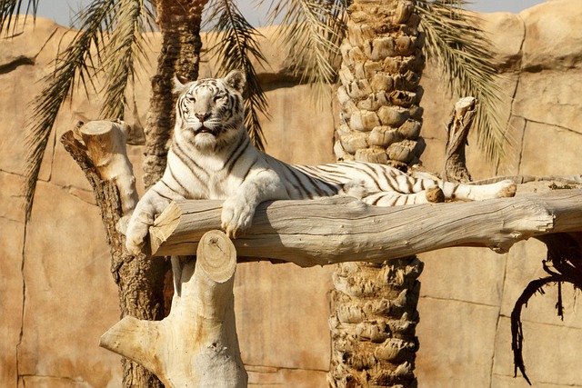 Free download tiger animal jungle wild white free picture to be edited with GIMP free online image editor