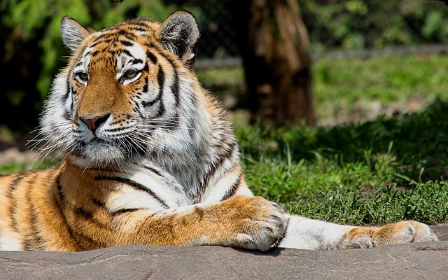Free download tiger animal mammal big cat free picture to be edited with GIMP free online image editor