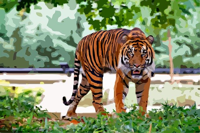Free download Tiger Animal Sumatran -  free illustration to be edited with GIMP free online image editor