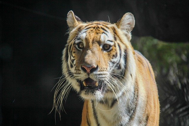 Free download tiger animal wild animals a big cat free picture to be edited with GIMP free online image editor