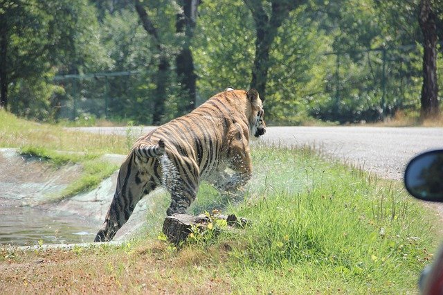 Descărcare gratuită Tiger Animal Wildcat - fotografie sau imagini gratuite pentru a fi editate cu editorul de imagini online GIMP