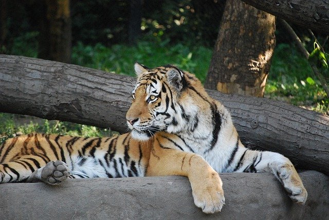 Free picture Tiger Animal World Predator -  to be edited by GIMP free image editor by OffiDocs
