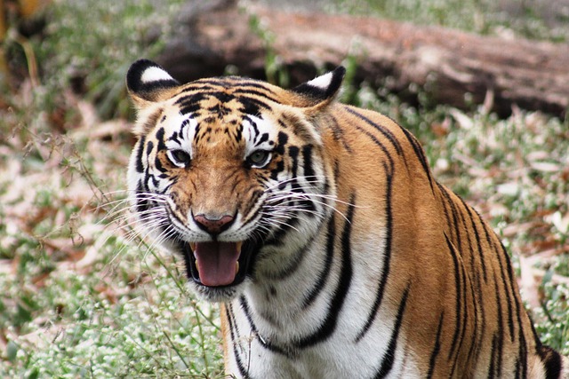 Free download tiger animal zoo large cat stripes free picture to be edited with GIMP free online image editor