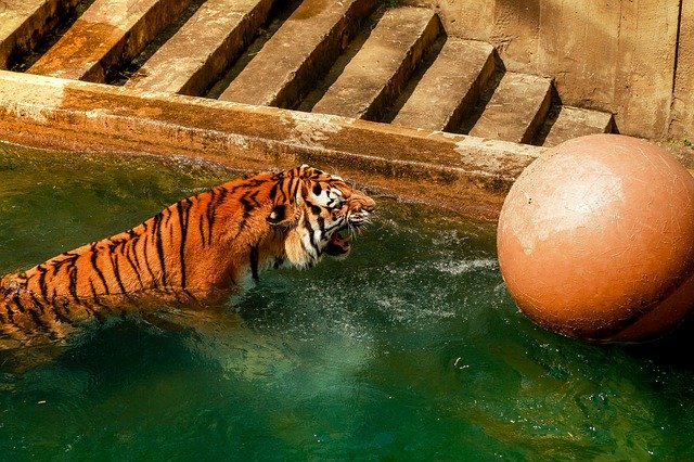Free download Tiger Bathing Zoo -  free photo or picture to be edited with GIMP online image editor