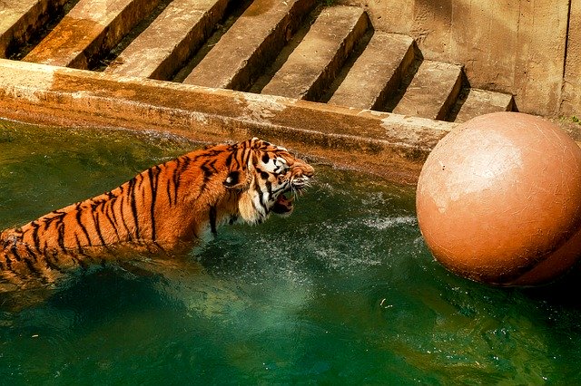 Download gratuito Tiger Bathing Zoo: foto o immagine gratuita da modificare con l'editor di immagini online GIMP