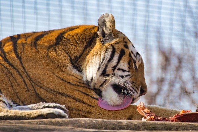 Gratis download Tiger Big Cat Dangerous - gratis foto of afbeelding om te bewerken met GIMP online afbeeldingseditor