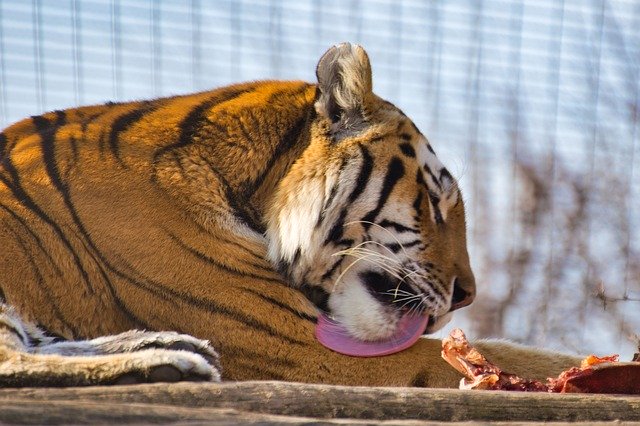 ดาวน์โหลดฟรี Tiger Big Cat Dangerous - รูปถ่ายหรือรูปภาพฟรีที่จะแก้ไขด้วยโปรแกรมแก้ไขรูปภาพออนไลน์ GIMP