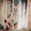Tiger Cat  screen for extension Chrome web store in OffiDocs Chromium