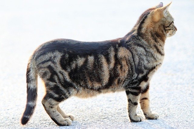 Free download Tiger Cat Pet Cute -  free photo or picture to be edited with GIMP online image editor