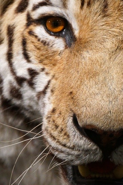 ດາວໂຫຼດຟຣີ Tiger Close Up Eye - ຮູບພາບ ຫຼືຮູບພາບທີ່ບໍ່ເສຍຄ່າເພື່ອແກ້ໄຂດ້ວຍຕົວແກ້ໄຂຮູບພາບອອນໄລນ໌ GIMP