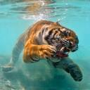 tiger diving underwater wallpaper  screen for extension Chrome web store in OffiDocs Chromium