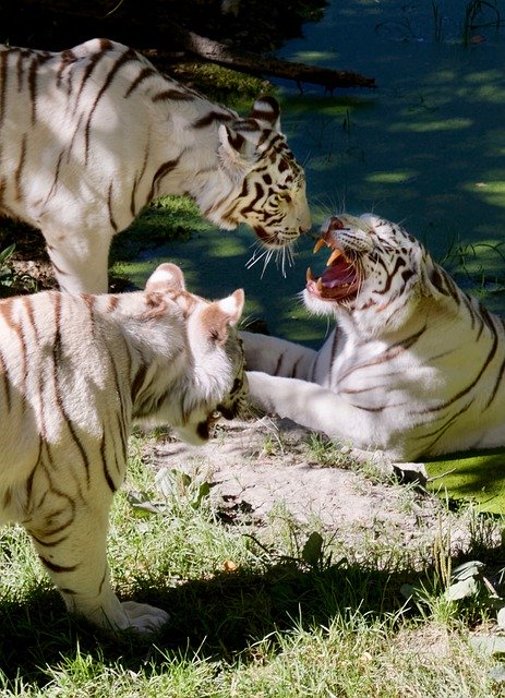 免费下载 Tiger Feline Aggressive - 可使用 GIMP 在线图像编辑器编辑的免费照片或图片