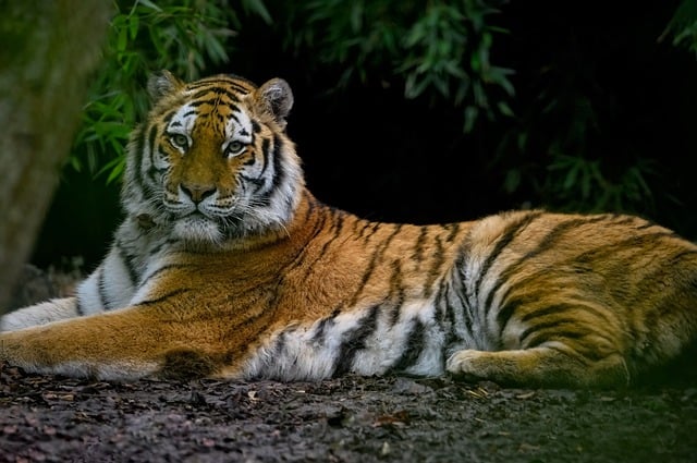 Free download tiger feline amur tiger free picture to be edited with GIMP free online image editor