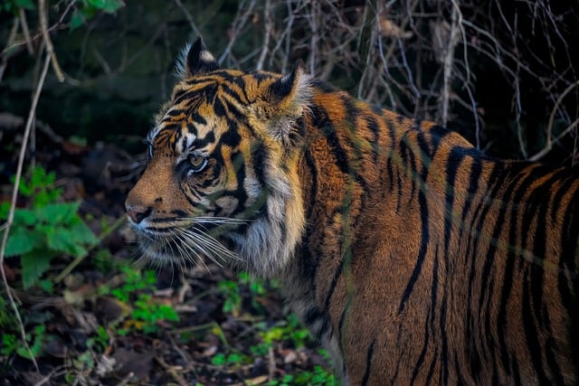 Free download tiger feline big cat sumatran tiger free picture to be edited with GIMP free online image editor