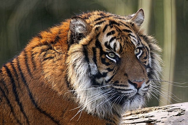 Free download tiger feline savage zoo fauna free picture to be edited with GIMP free online image editor