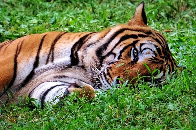 Free download tiger feline stripes zoo wild free picture to be edited with GIMP free online image editor