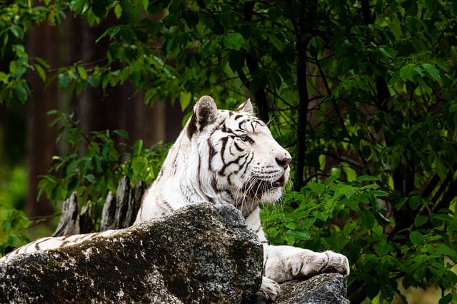 Free download tiger feline white tiger wildlife free picture to be edited with GIMP free online image editor