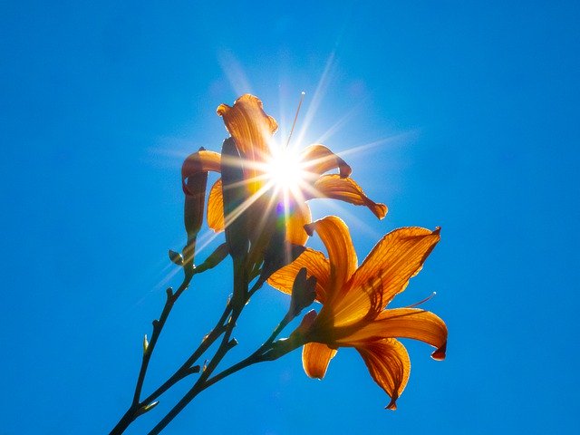 Free download Tiger Lily Flower Flora -  free photo or picture to be edited with GIMP online image editor