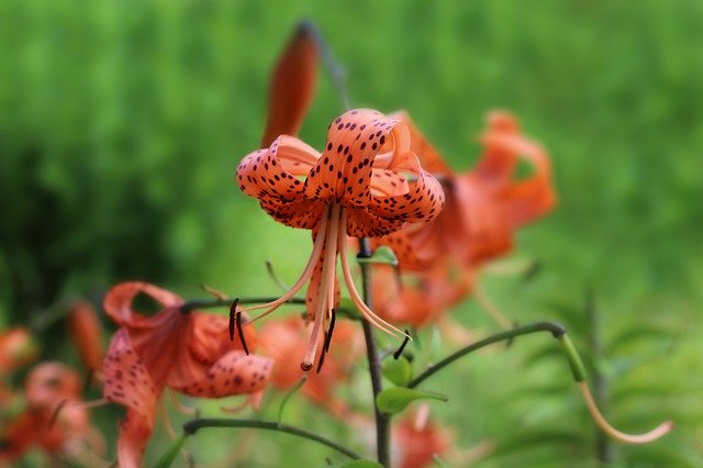 Gratis download Tiger Lily Orange - gratis foto of afbeelding om te bewerken met GIMP online afbeeldingseditor