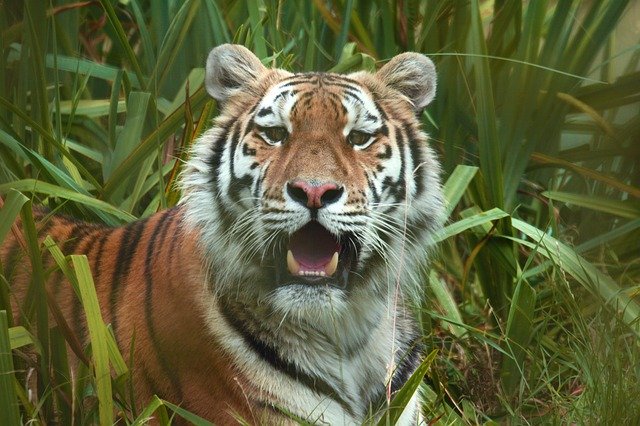 دانلود رایگان Tiger Looking Stare - عکس یا تصویر رایگان برای ویرایش با ویرایشگر تصویر آنلاین GIMP