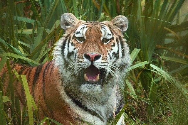 বিনামূল্যে ডাউনলোড করুন Tiger Looking Stare - বিনামূল্যে ছবি বা ছবি GIMP অনলাইন ইমেজ এডিটর দিয়ে সম্পাদনা করতে হবে