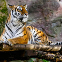 tiger lying on the rock  screen for extension Chrome web store in OffiDocs Chromium