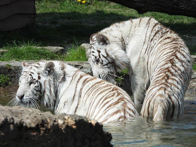 Free download Tiger Mammal Cat -  free photo or picture to be edited with GIMP online image editor