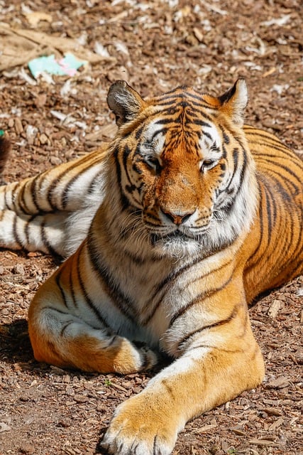 Free download tiger nature animal predator free picture to be edited with GIMP free online image editor