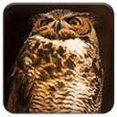 Tiger Owl  screen for extension Chrome web store in OffiDocs Chromium