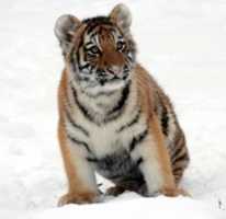 Free download Tiger pictures free photo or picture to be edited with GIMP online image editor