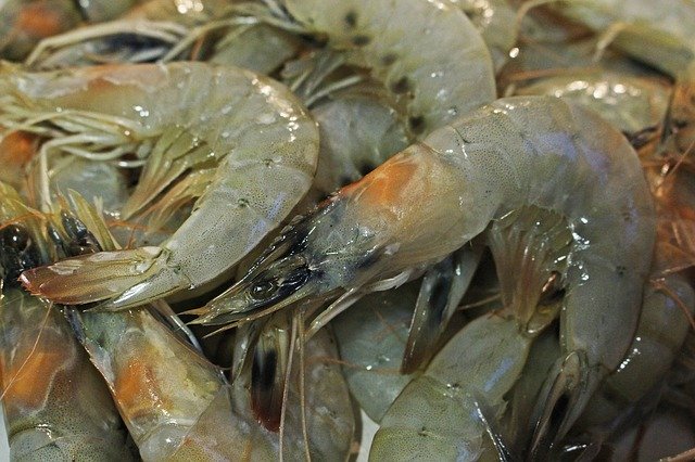 Unduh gratis Tiger Prawns Shrimp Freshly Caught - foto atau gambar gratis untuk diedit dengan editor gambar online GIMP