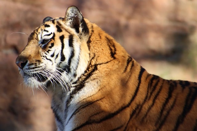 Free download tiger predator feline dangerous free picture to be edited with GIMP free online image editor