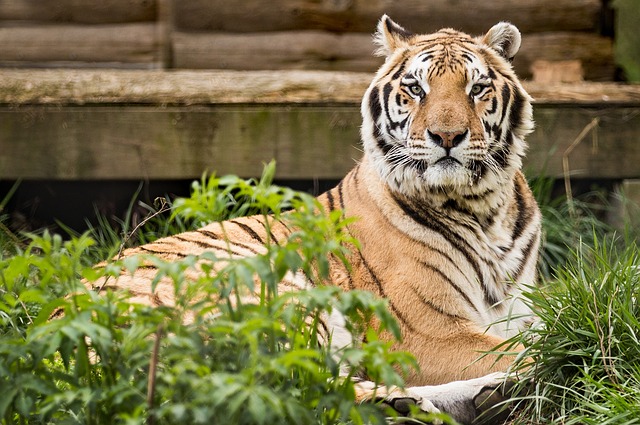 Free download tiger rescue carolina tiger rescue free picture to be edited with GIMP free online image editor