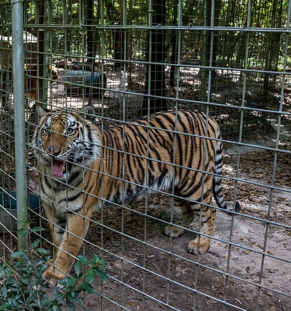 ดาวน์โหลดฟรี Tiger Rescue Wildlife - ภาพถ่ายหรือรูปภาพฟรีที่จะแก้ไขด้วยโปรแกรมแก้ไขรูปภาพออนไลน์ GIMP