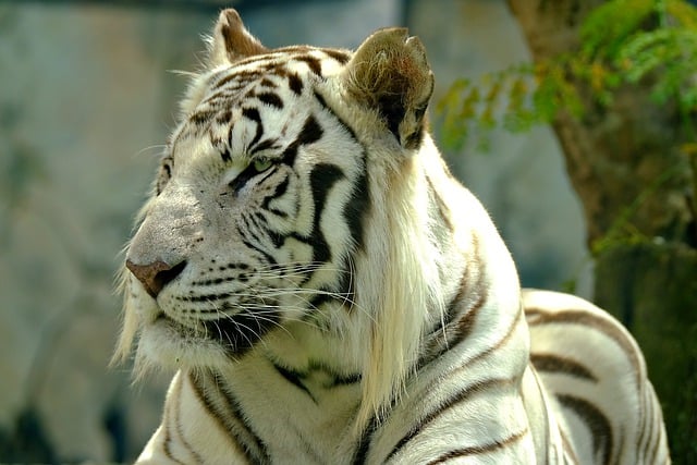 Free download tiger siberian tiger wild animal free picture to be edited with GIMP free online image editor