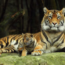 Tigers motherly love  screen for extension Chrome web store in OffiDocs Chromium