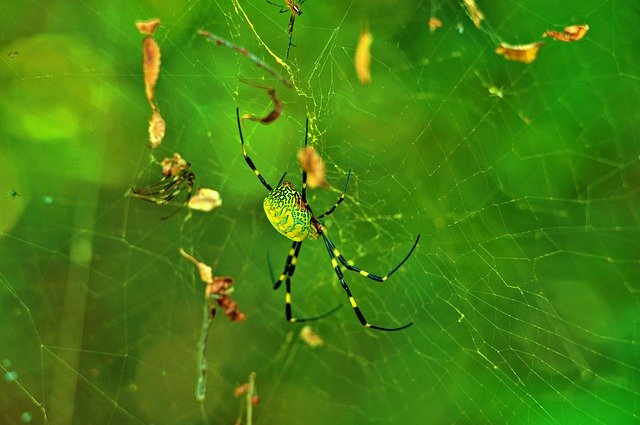 Free download Tiger Spider Web -  free photo or picture to be edited with GIMP online image editor