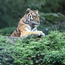 Tiger Stripes  screen for extension Chrome web store in OffiDocs Chromium