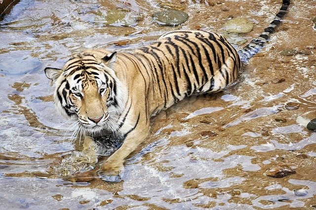 Free download Tigers Wildcats Animals -  free photo or picture to be edited with GIMP online image editor