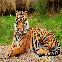 Tiger Theme  screen for extension Chrome web store in OffiDocs Chromium